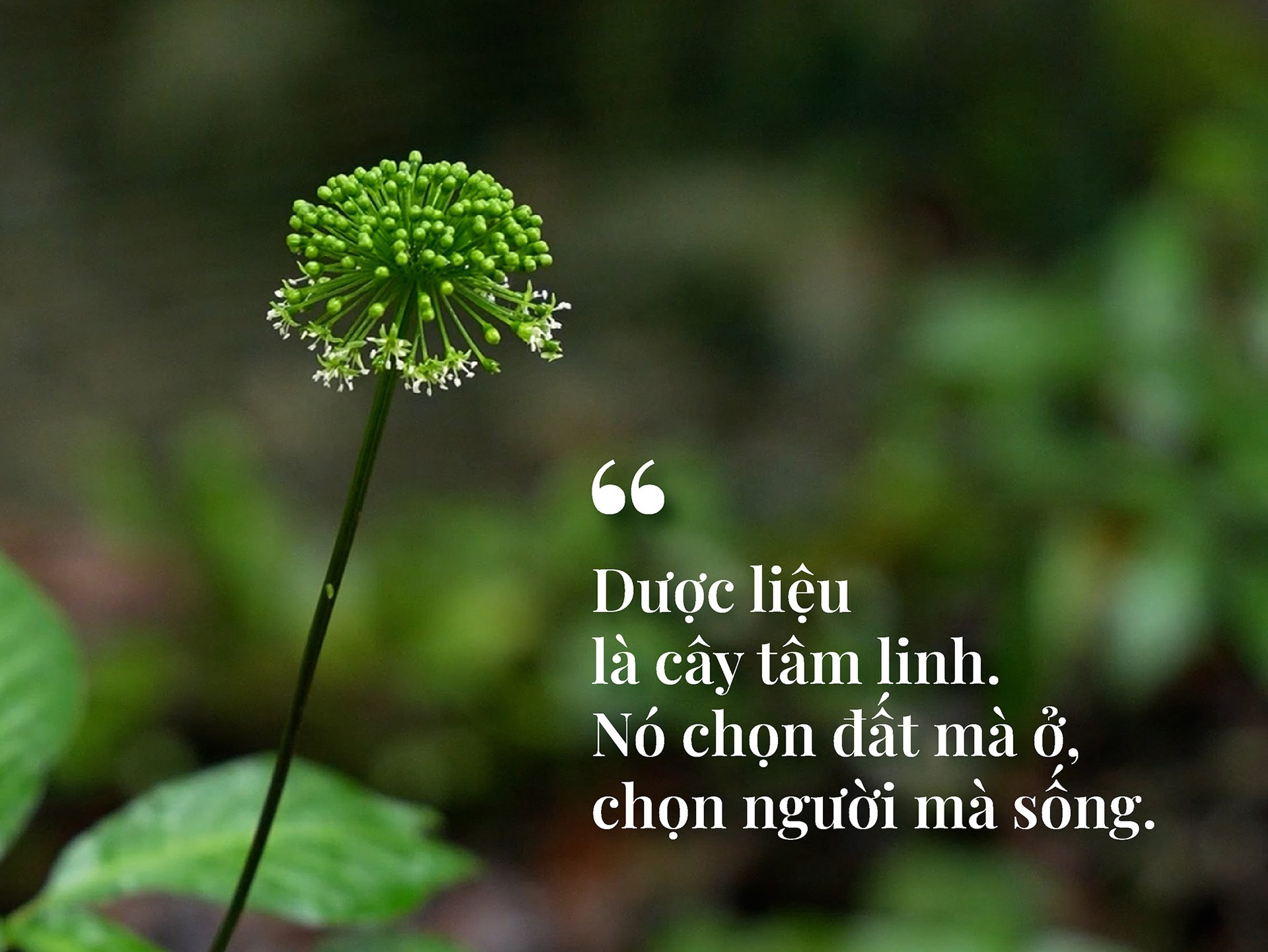 duoc-lieu-moc-len-tu-nuoc-mat