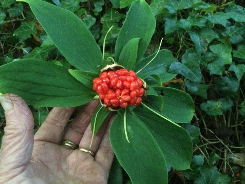 so-sanh-dac-diem-cau-truc-va-phan-biet-phan-tren-mat-dat-cua-hai-loai-bay-la-mot-hoa-paris-polyphylla-var-yunnanensis-va-paris-polyphylla-var-chinensis-bang-phuong-phap-uhplc-qtof-ms-ket-hop-phan-tich-du-lieu-da-bien