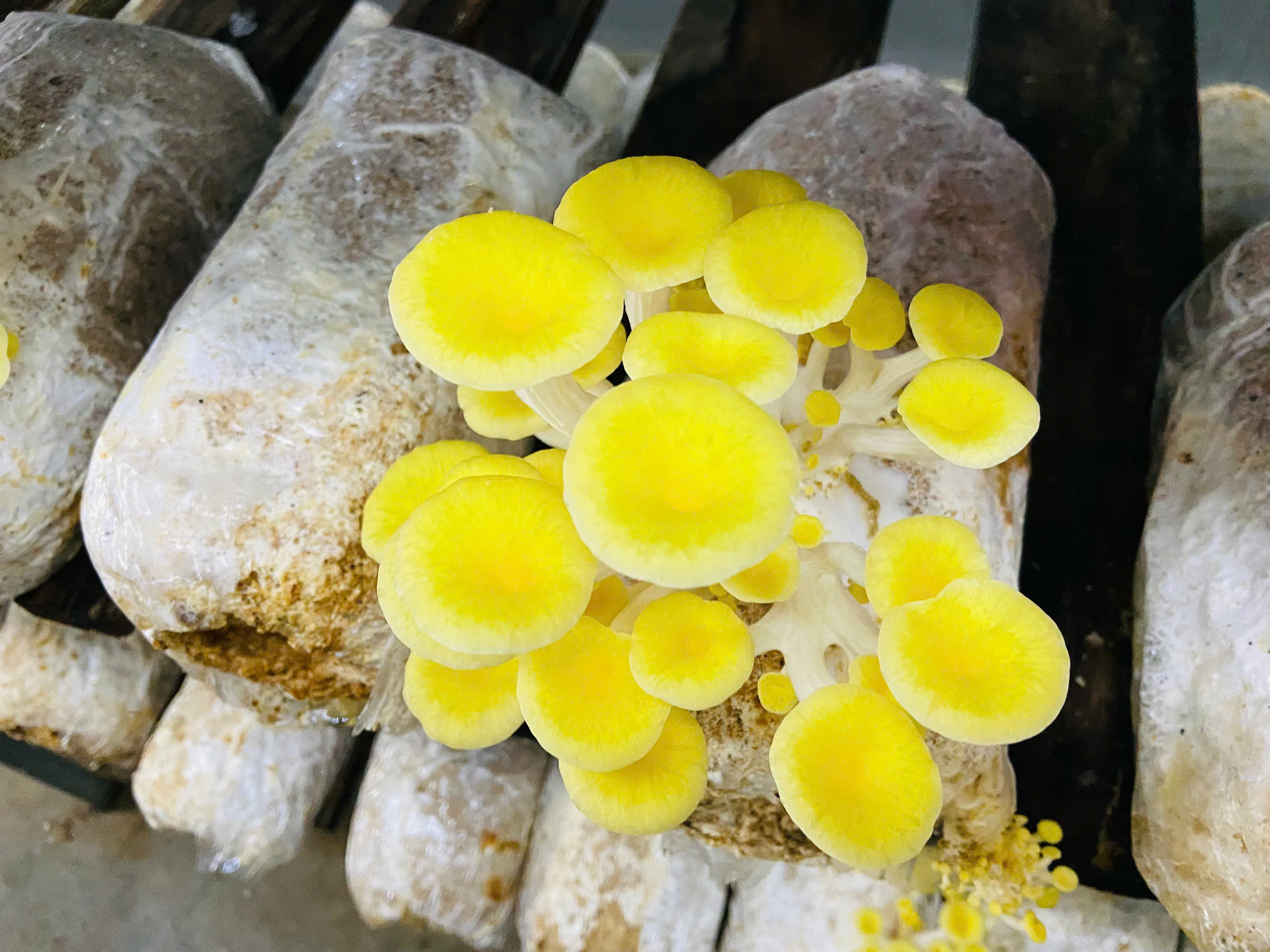 NẤM SÒ VÀNG TAMOGI
